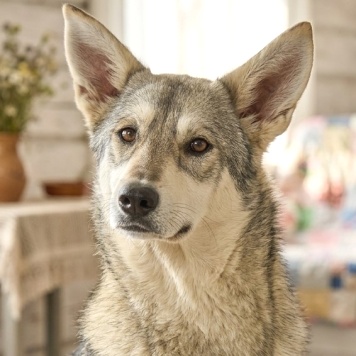 Лада - Собаки в добрые руки