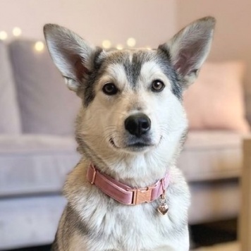 Собаки в добрые руки - Лада - 1