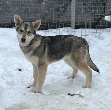 Собаки в добрые руки - Лада - 1