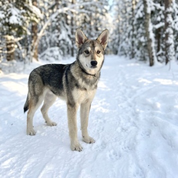 Собаки в добрые руки - Лада - 2