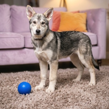 Собаки в добрые руки - Лада - 3