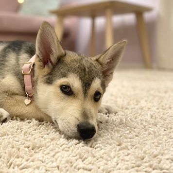 Собаки в добрые руки - Лада - 4