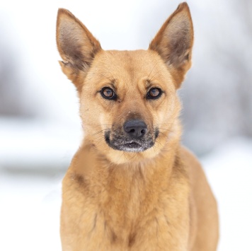 Собаки в добрые руки - Фокси