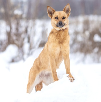 Собаки в добрые руки - Фокси - 1
