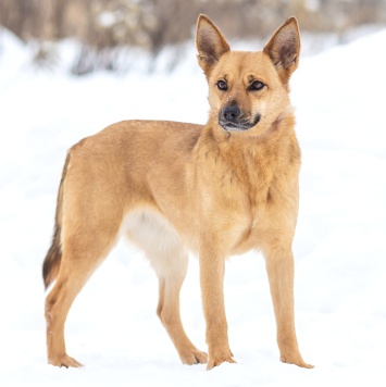 Собаки в добрые руки - Фокси - 2