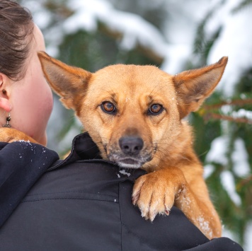 Собаки в добрые руки - Фокси - 4
