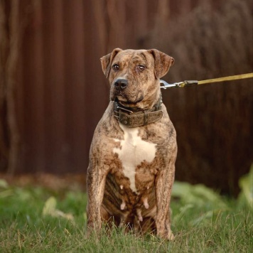 Собаки в добрые руки - Тайра