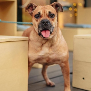 Джуди - Собаки в добрые руки