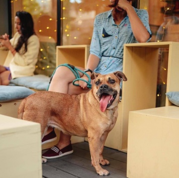 Собаки в добрые руки - Джуди - 1