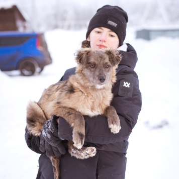 Собаки в добрые руки - Мисти