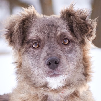 Собаки в добрые руки - Мисти - 1