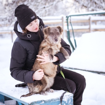 Собаки в добрые руки - Мисти - 3