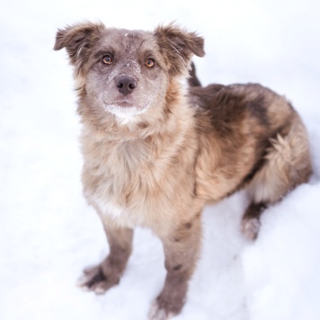 Собаки в добрые руки - Мисти - 4