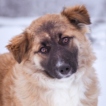 Собаки в добрые руки - Лаффи