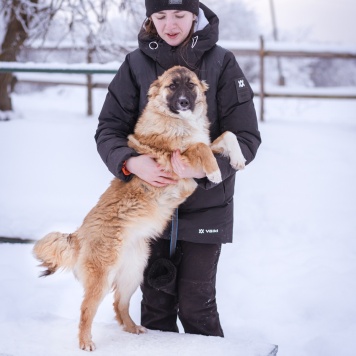 Собаки в добрые руки - Лаффи - 1