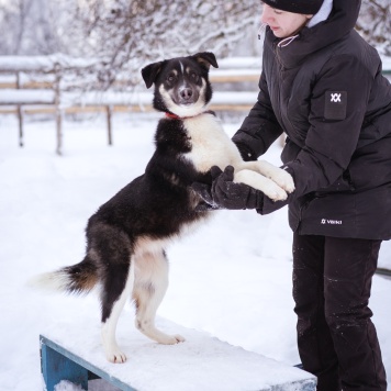 Собаки в добрые руки - Лада