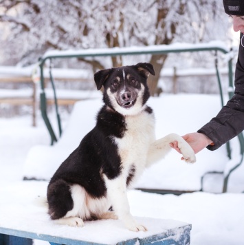 Собаки в добрые руки - Лада - 1