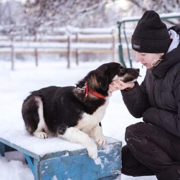 Собаки в добрые руки - Лада - 4
