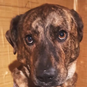 Собаки в добрые руки - Джордан