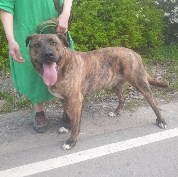 Собаки в добрые руки - Джордан - 1