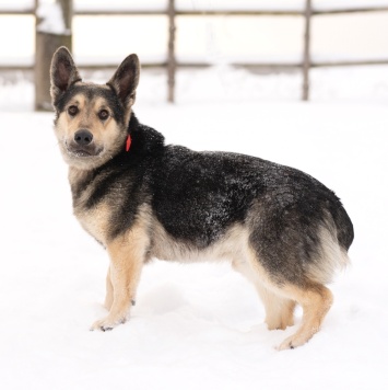 Собаки в добрые руки - Коржик - 1
