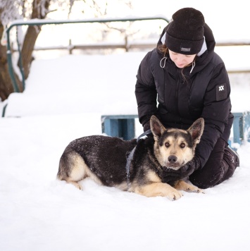Собаки в добрые руки - Коржик - 2