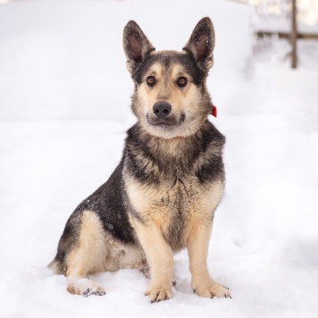 Собаки в добрые руки - Коржик - 3