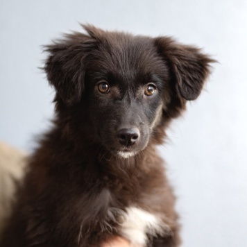 щенки - Собаки в добрые руки