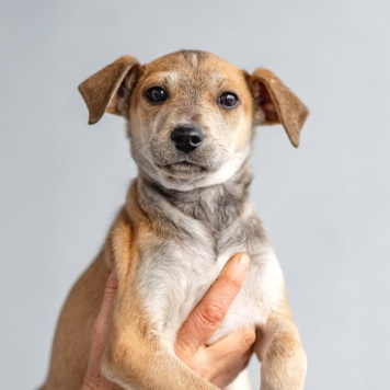 Собаки в добрые руки - щенки - 1