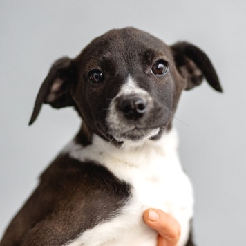 Собаки в добрые руки - щенки - 2