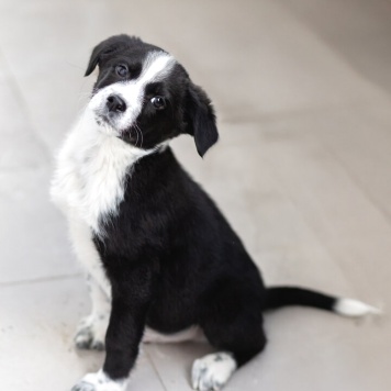 Собаки в добрые руки - щенки - 3