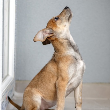 Собаки в добрые руки - щенки - 4