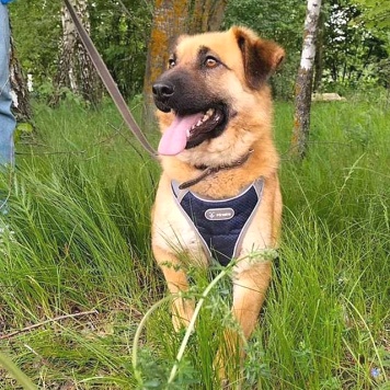 Собаки в добрые руки - Айк