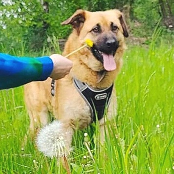 Собаки в добрые руки - Айк - 1