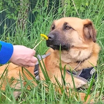 Собаки в добрые руки - Айк - 2