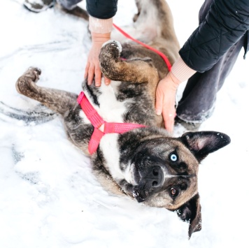 Собаки в добрые руки - Тина