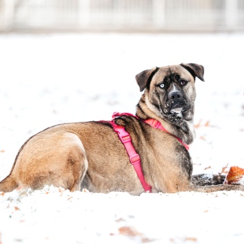 Собаки в добрые руки - Тина - 1