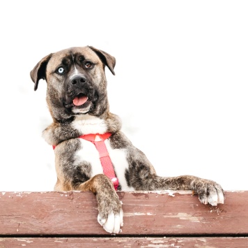 Собаки в добрые руки - Тина - 3