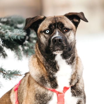 Собаки в добрые руки - Тина - 4