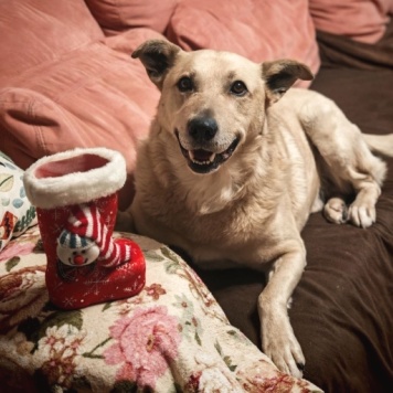 Собаки в добрые руки - Лапус