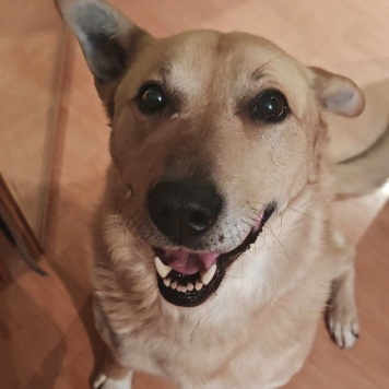 Собаки в добрые руки - Лапус