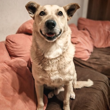 Собаки в добрые руки - Лапус - 1