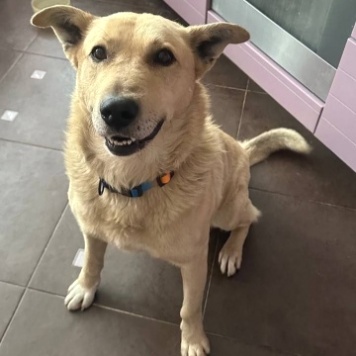 Собаки в добрые руки - Лапус - 1