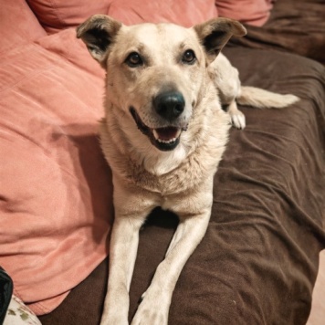 Собаки в добрые руки - Лапус - 2