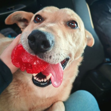 Собаки в добрые руки - Лапус - 2