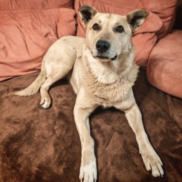 Собаки в добрые руки - Лапус - 3