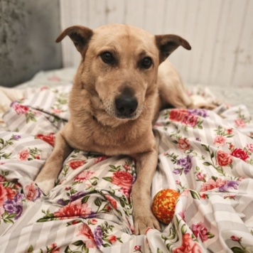 Собаки в добрые руки - Лапус - 4