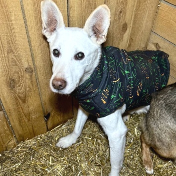 Собаки в добрые руки - Сахарок