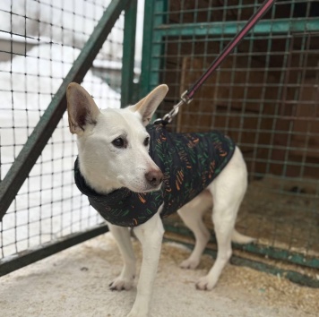 Собаки в добрые руки - Сахарок - 1