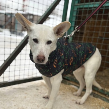 Собаки в добрые руки - Сахарок - 2